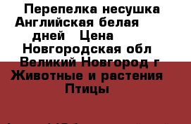 Перепелка несушка Английская белая 60-75 дней › Цена ­ 200 - Новгородская обл., Великий Новгород г. Животные и растения » Птицы   